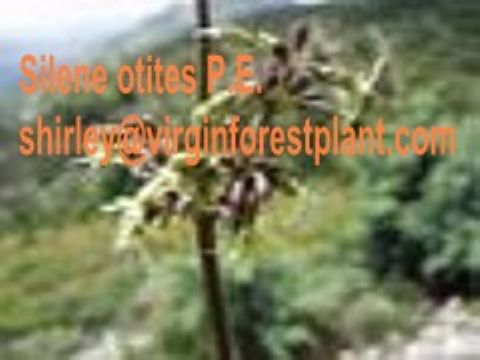 Silene Otites P.E. (Shirley At Virginforestplant Dot Com)